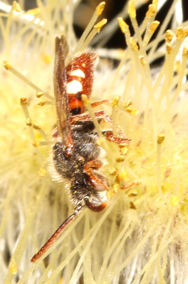 Nomada alboguttata
